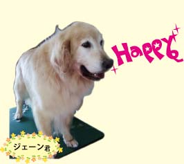 �S�[���f���̃W�F�[���N
